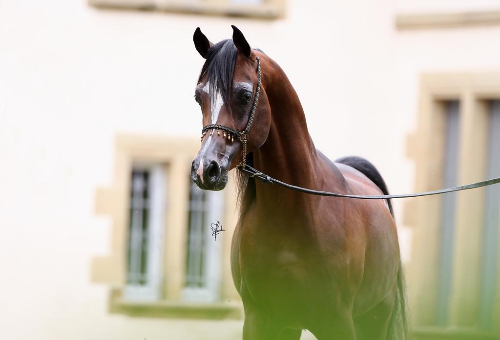 Le Haras Du Favry Palinges Exterior foto